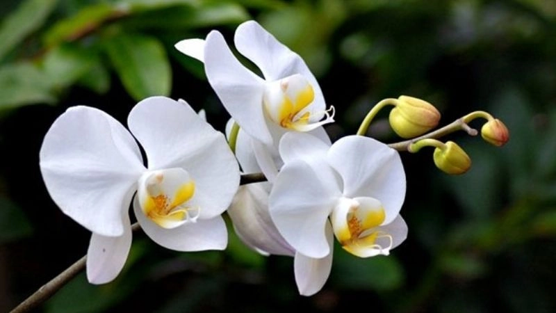 nam tuổi Đinh Mùi 1967, các loại cây phù hợp là lưỡi hổ, ngũ gia bì, phong lan trắng