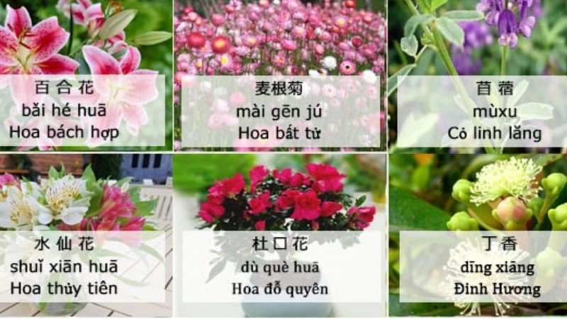 Từ vựng tiếng Trung chủ đề: Hoa