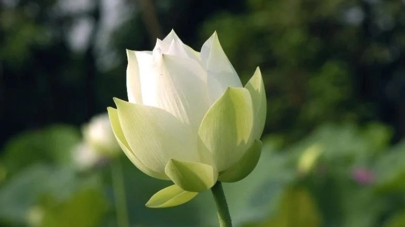 Thơ an nhiên tuyển tập từ nhiều tác giả giúp mỗi người cảm thấy nhẹ lòng và bình an