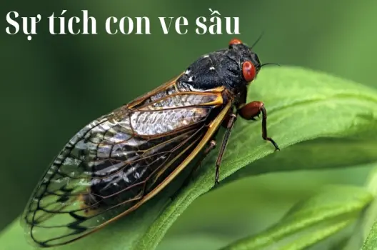 Tóm tắt truyện cổ tích Việt Nam - Sự tích con ve sầu