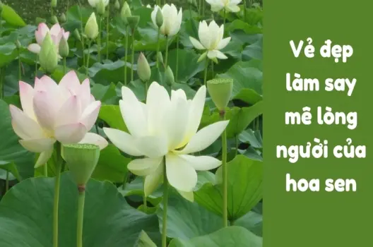 Giá trị nhân văn câu ca dao Trong đầm gì đẹp bằng sen