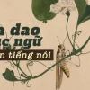 Ý nghĩa sâu sắc của câu ca dao, tục ngữ Việt Nam