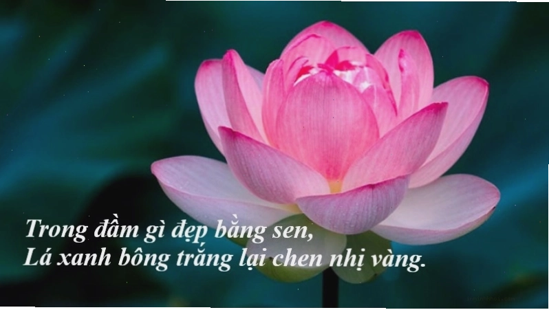 Biểu tượng hoa sen trong văn hóa Việt Nam