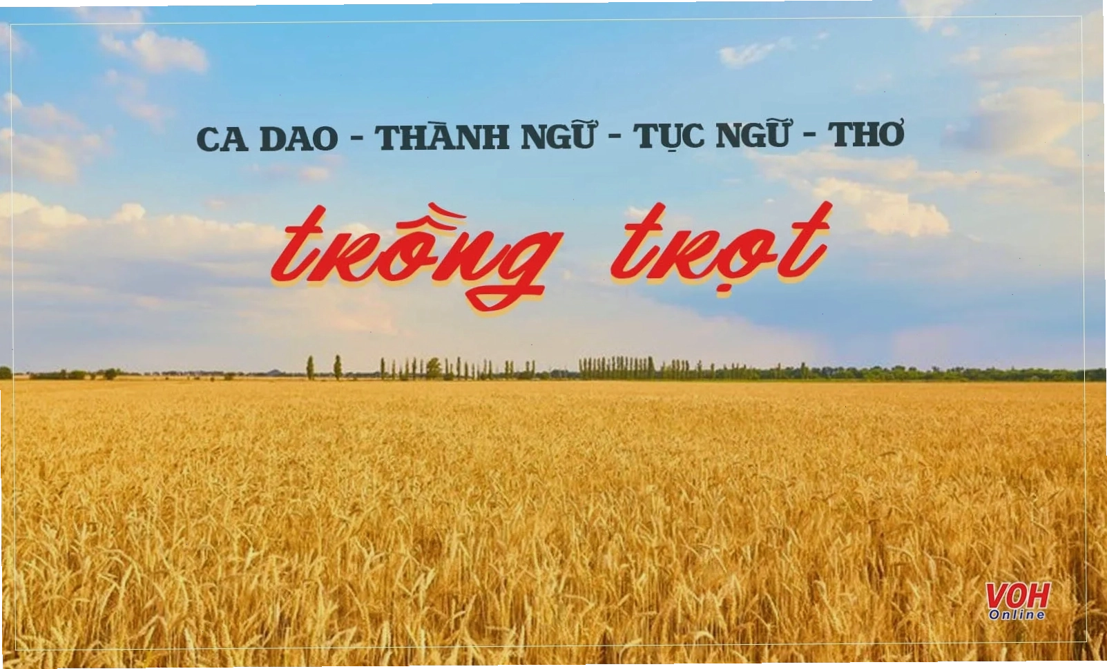 Cận cảnh cây lúa xanh tươi