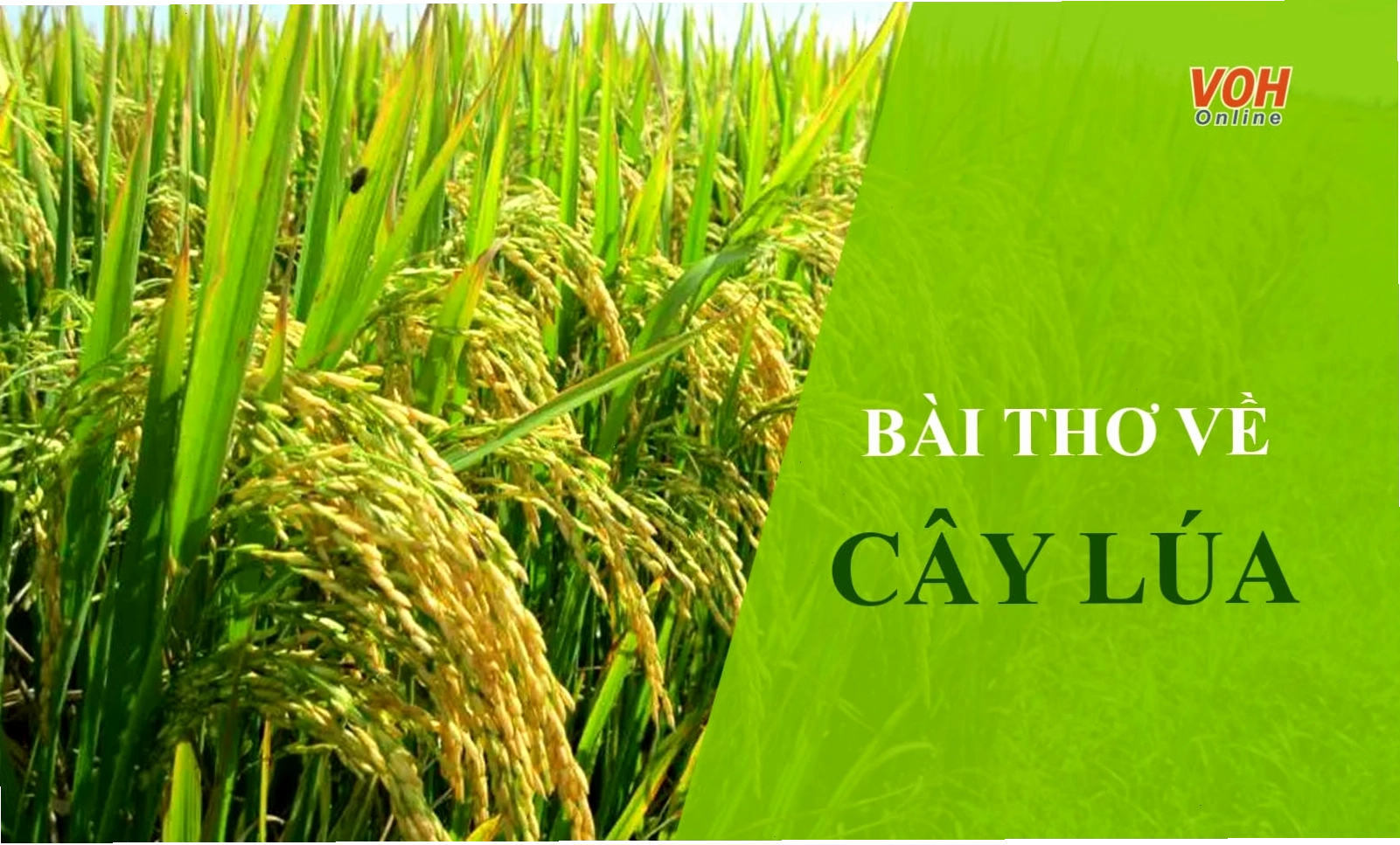 Cánh đồng lúa xanh mướt chờ ngày gặt hái