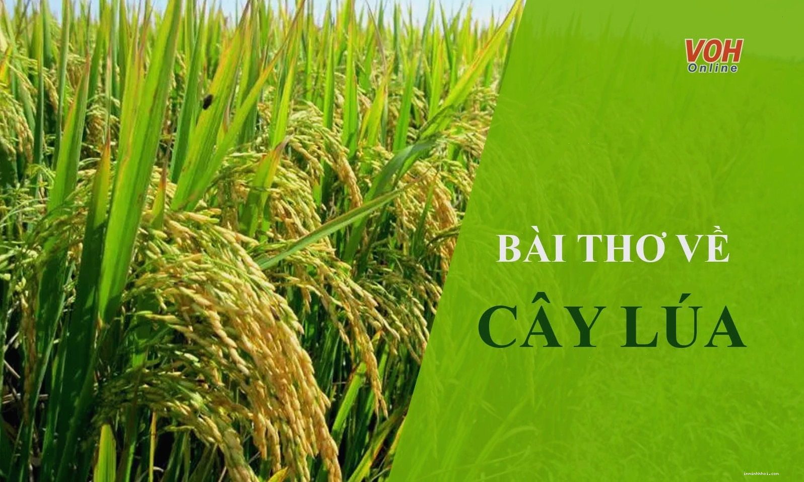 Hình ảnh cánh đồng lúa chín vàng bội thu