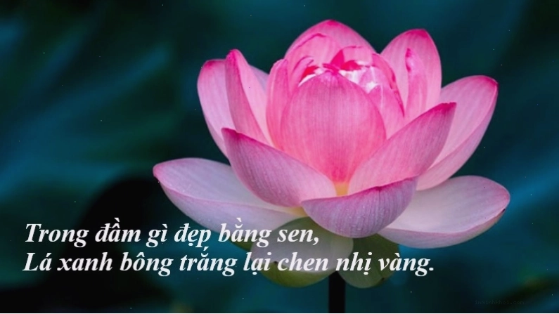 Hình ảnh hoa sen tượng trưng cho sự thanh cao và ý chí