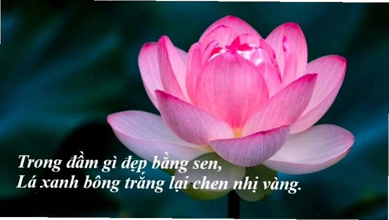 Hình ảnh hoa sen vươn lên từ đầm lầy, biểu tượng của sự thanh cao và tinh khiết