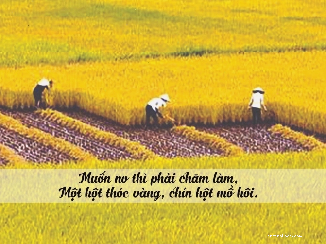 Hình ảnh người nông dân gặt lúa trên cánh đồng vàng óng