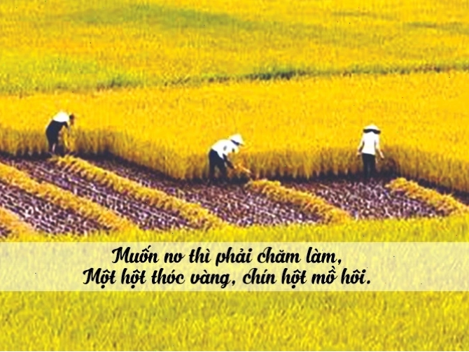Hình ảnh người nông dân thu hoạch lúa
