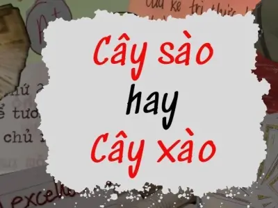 Cây xào hay cây sào đúng chính tả trong tiếng Việt