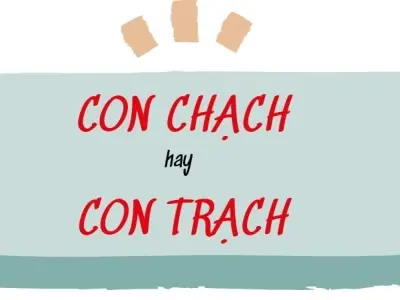 Con chạch hay con trạch đúng chính tả để viết văn ấn tượng