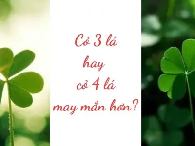 Bí ẩn cỏ 3 lá hay 4 lá may mắn hơn khiến ai cũng bối rối