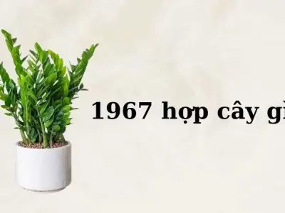Khám phá tuổi Đinh Mùi 1967 hợp cây gì để hút tài lộc