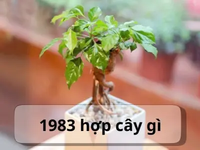 1983 hợp cây gì? Cây cảnh phong thủy giúp phát tài nhanh