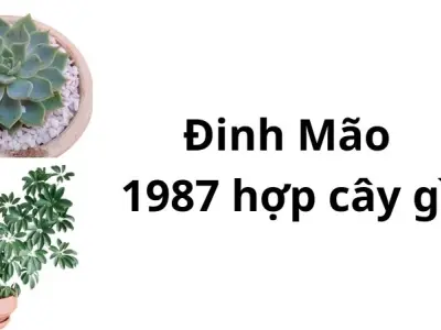 Sinh năm 1987 hợp cây gì để hút tài lộc, xua đuổi xui xẻo?