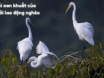 Phân tích ca dao cái cò cái vạc cái nông đầy đủ ý nghĩa
