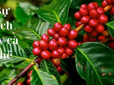 Tóm tắt truyện cổ tích Việt Nam – Sự tích cây cà phê