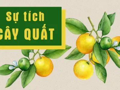 Tóm tắt truyện cổ tích Việt Nam – Sự tích cây quất hay nhất