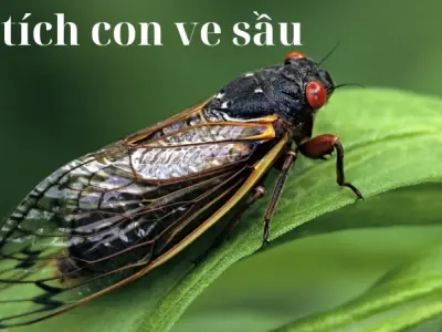 Tóm tắt truyện cổ tích Việt Nam - Sự tích con ve sầu