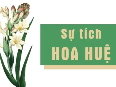 Tóm tắt Truyện cổ tích Việt Nam: Sự tích hoa Huệ hay