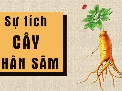 Tóm tắt truyện cổ tích Việt Nam – Sự tích nhân sâm hay nhất