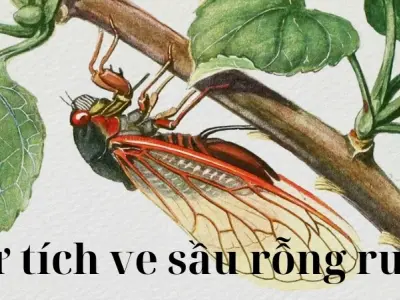 Tóm tắt truyện cổ tích Việt Nam Sự tích ve sầu rỗng ruột