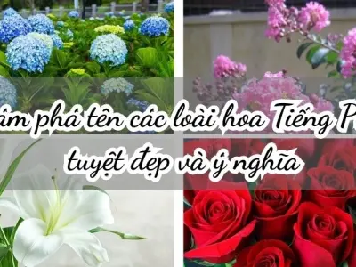 Khám phá tên các loài hoa Tiếng Pháp tuyệt đẹp và ý nghĩa