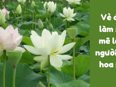 Giá trị nhân văn câu ca dao Trong đầm gì đẹp bằng sen